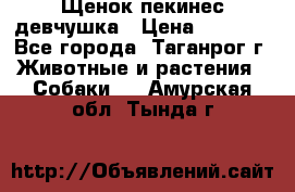 Щенок пекинес девчушка › Цена ­ 2 500 - Все города, Таганрог г. Животные и растения » Собаки   . Амурская обл.,Тында г.